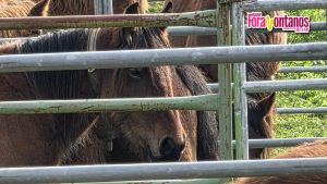 Van volviendo las Ferias  Feria de Valle de Cabuérniga Ayuntamiento de Cabuérnig…